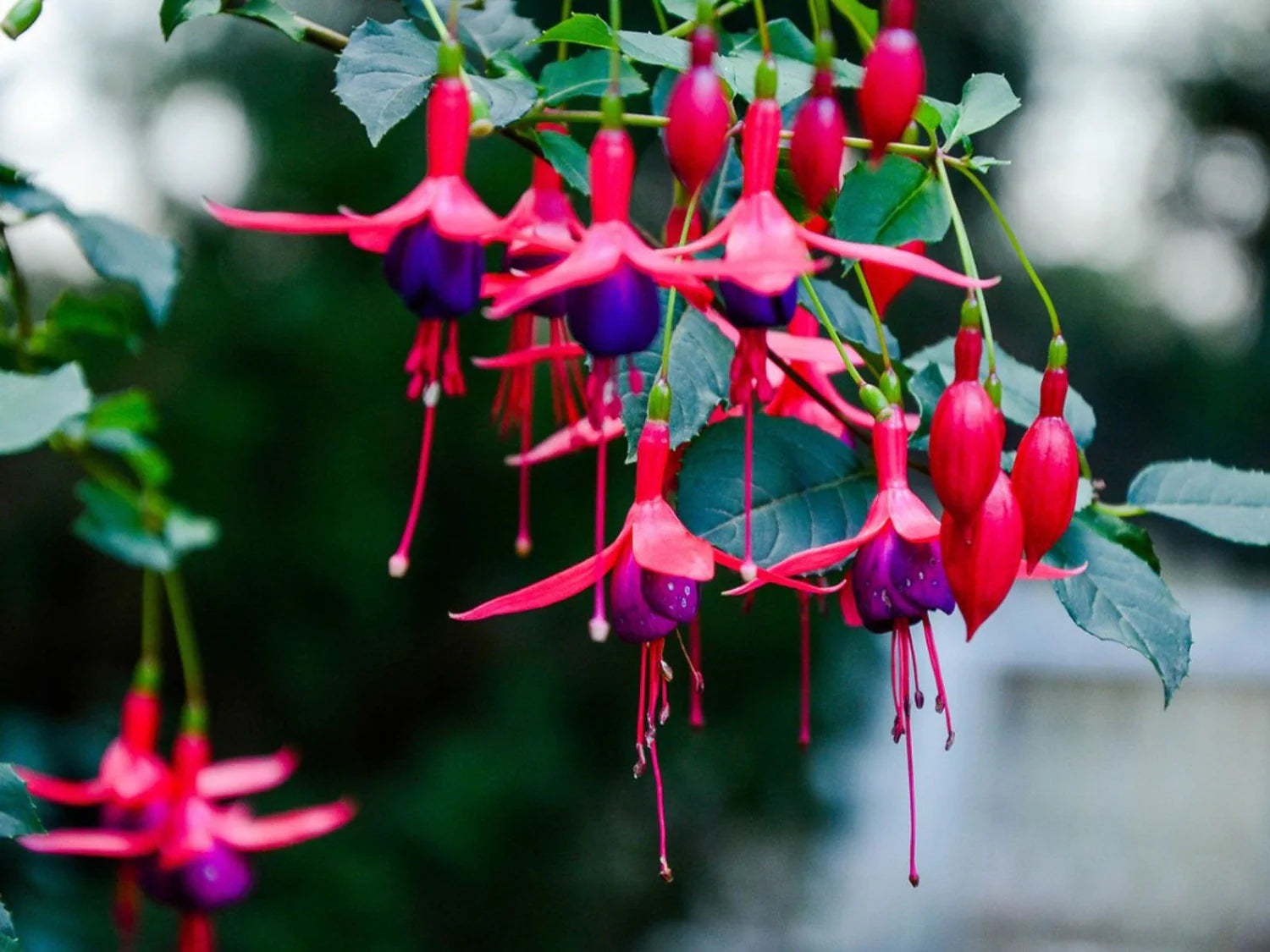 Fuchsia Flower seeds for Planting Low Maintenance Heirloom & GMO Free Seeds for Home Garden