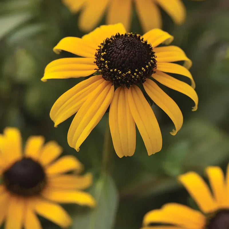Fulgida Perennial Flowers in Sunny Garden Beds