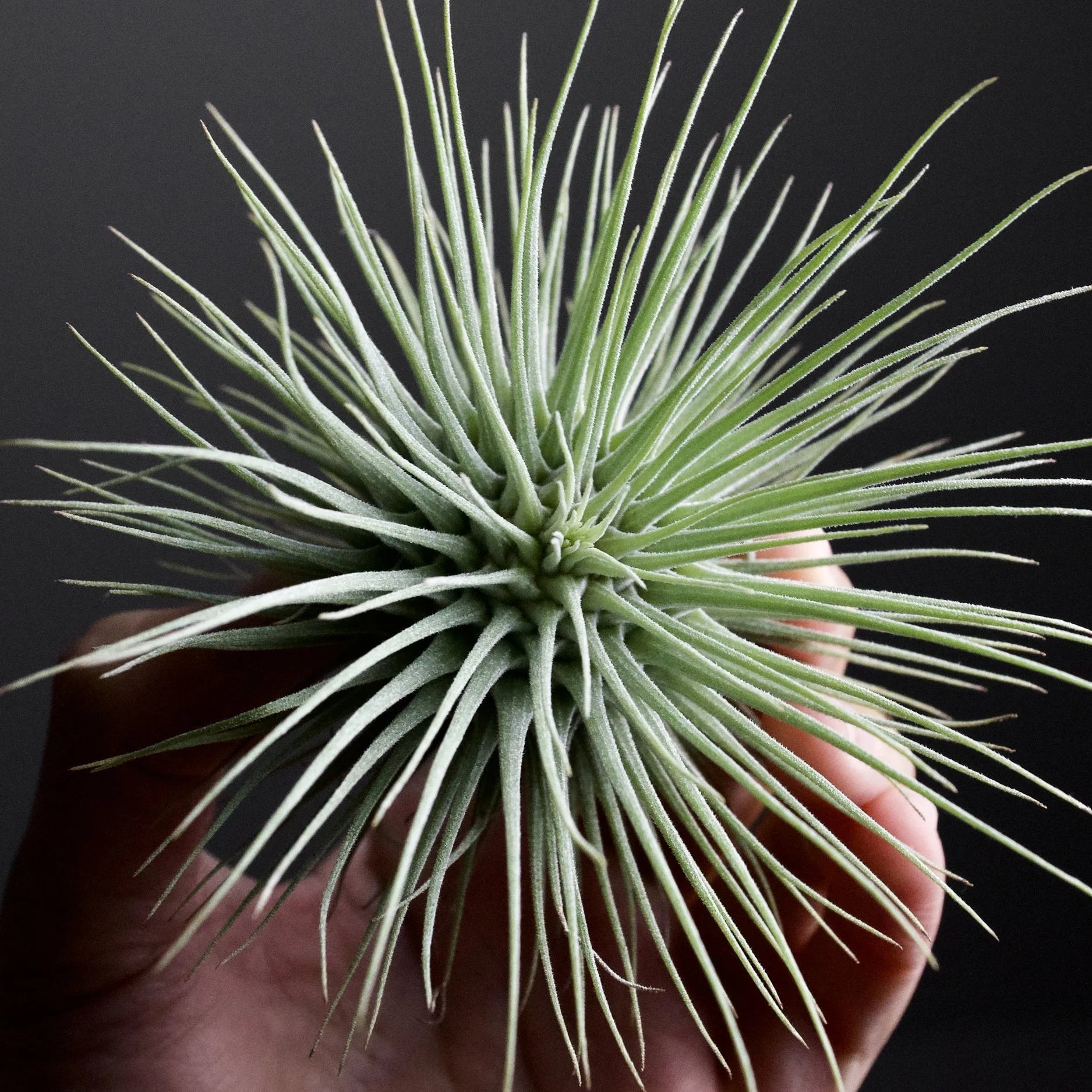 Tillandsia Fuchsii Flower seeds for Planting - Pollinator Friendly, Heirloom & GMO Free Seeds for Home Garden