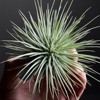 Tillandsia Fuchsii Flower seeds for Planting - Pollinator Friendly, Heirloom & GMO Free Seeds for Home Garden