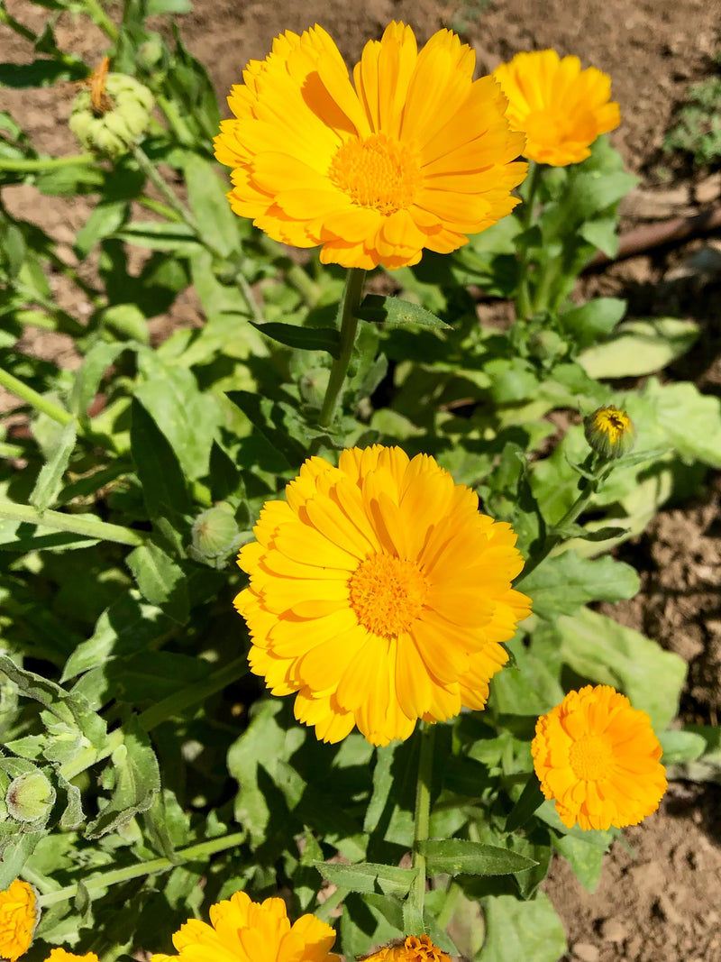 Resina Calendula Flower seeds for Planting Seasonal Bloomer Heirloom & GMO Free Seeds for Home Garden