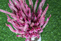 Heirloom Suworowii Flower seeds for Planting Low Maintenance Heirloom & GMO Free Seeds for Home Garden