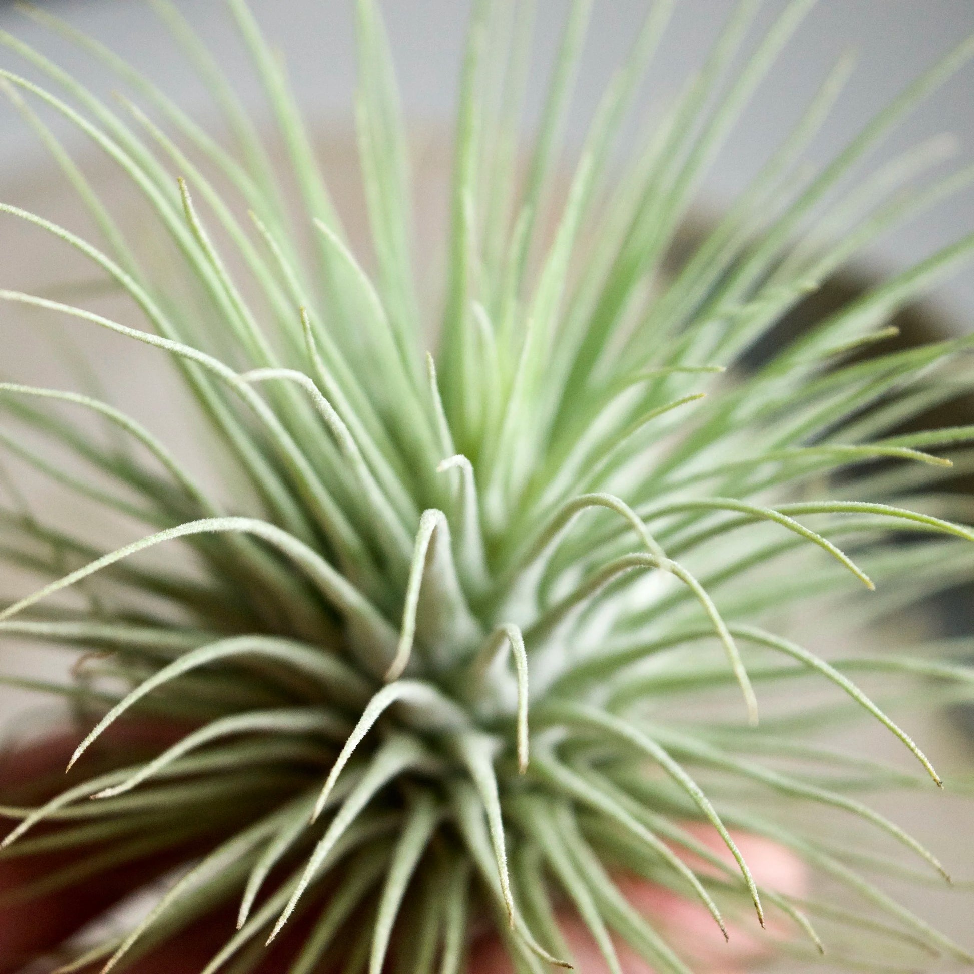 Tillandsia Fuchsii Flower seeds for Planting - Pollinator Friendly, Heirloom & GMO Free Seeds for Home Garden