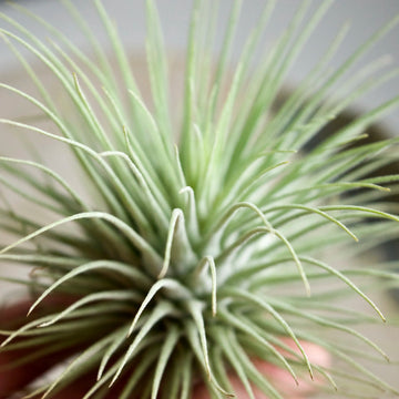 Tillandsia Fuchsii Flower seeds for Planting - Pollinator Friendly, Heirloom & GMO Free Seeds for Home Garden