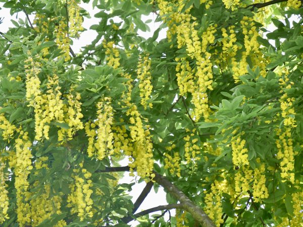 Yellow Laburnum Flower seeds for Planting - Vibrant Colors, Heirloom & GMO Free Seeds for Home Garden