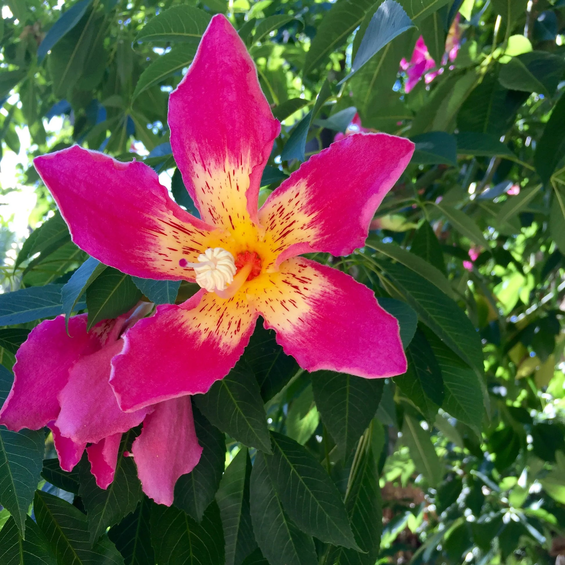 Chorisia Speciosa Flower seeds for Planting Sun Loving Heirloom & GMO Free Seeds for Home Garden