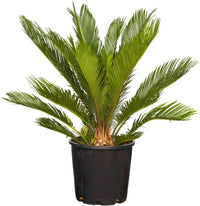 Green Cycads Flower seeds for Planting - Colorful Display, Heirloom & GMO Free Seeds for Home Garden
 
 Sale seeds for home garden