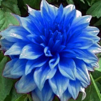 Light Blue Dahlia Flower Seeds for Planting Long Bloom Season Heirloom & GMO Free Seeds for Home Garden
 
 Sale
