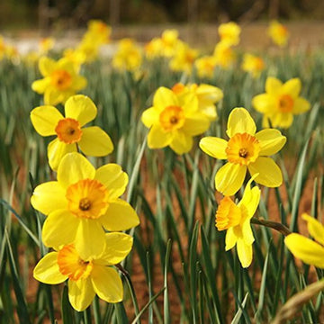 Yellow Red Double Petals Narcissus Daffodil Flower Seeds for Planting Shade Tolerant Heirloom & GMO Free Seeds for Home Garden
 
 Sale