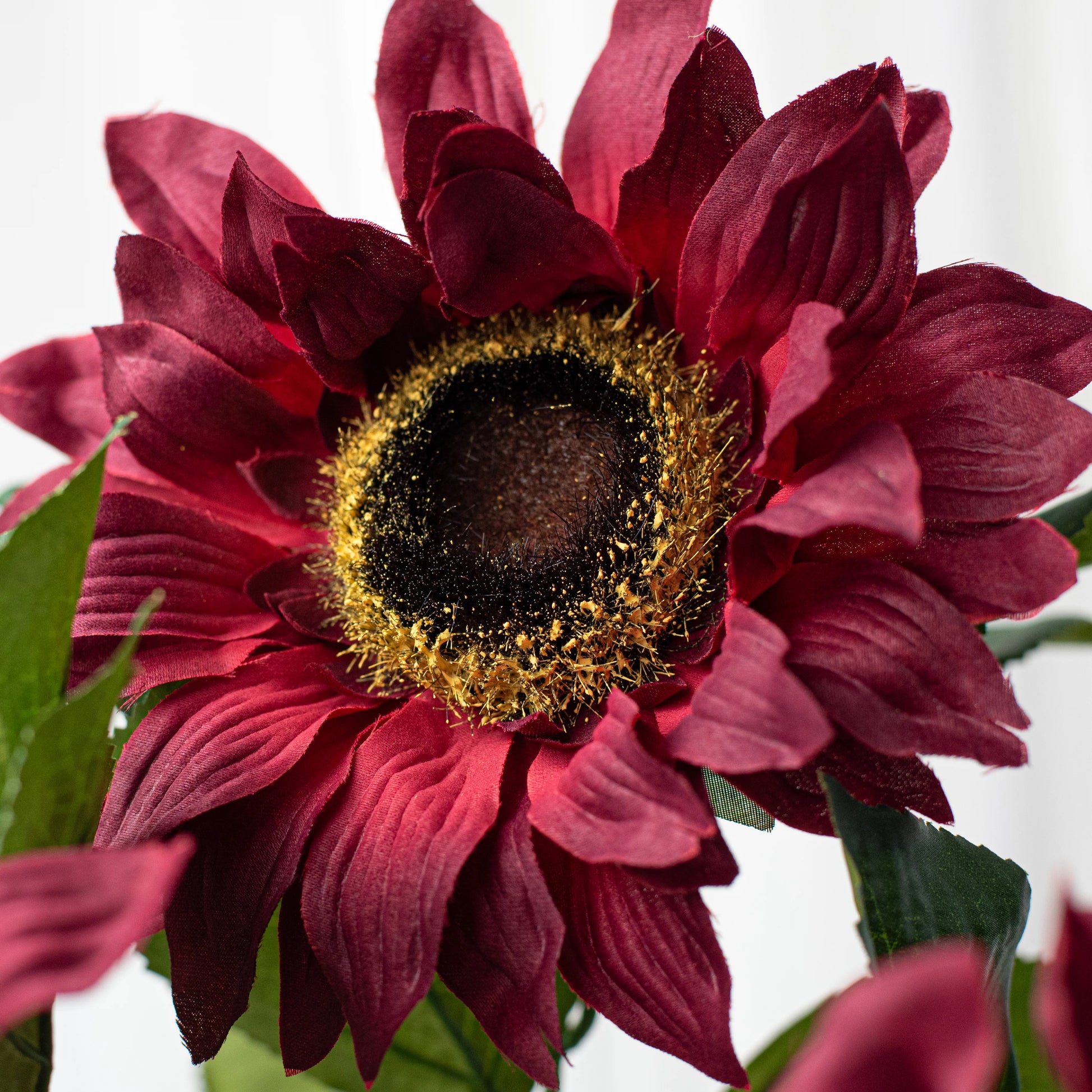 Maroon Sunflower Flower seeds for Planting - Pollinator Friendly, Heirloom & GMO Free Seeds for Home Garden