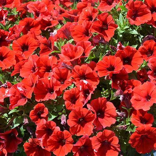 Red Velour Flower seeds for Planting - Colorful Display, Heirloom & GMO Free Seeds for Home Garden