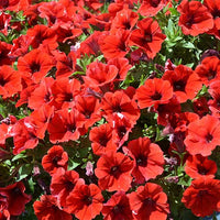 Red Velour Flower seeds for Planting - Colorful Display, Heirloom & GMO Free Seeds for Home Garden