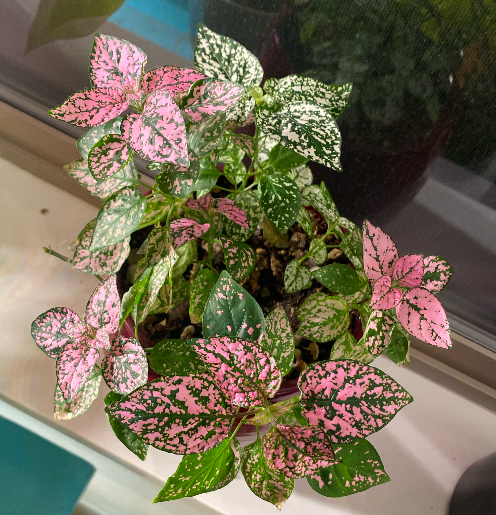 Mix Hypoestes Flower seeds for Planting - Vibrant Colors, Heirloom & GMO Free Seeds for Home Garden
