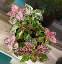 Mix Hypoestes Flower seeds for Planting - Vibrant Colors, Heirloom & GMO Free Seeds for Home Garden
