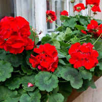 Red Geranium Flower seeds for Planting Vibrant Colors Heirloom & GMO Free Seeds for Home Garden
 
 Sale
