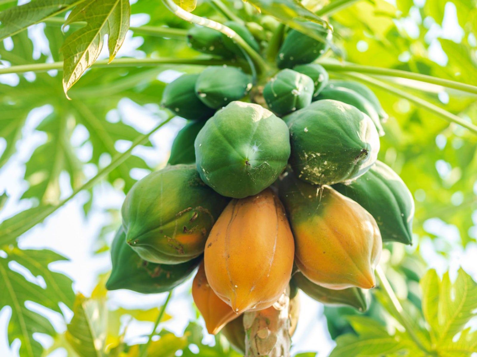 Papaya Seeds for Planting - Grow Delicious Tropical Fruits at Home