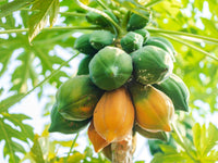 Papaya Seeds for Planting - Grow Delicious Tropical Fruits at Home