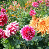 Dahlia Flower seeds for Planting Fragrant Blossoms Heirloom & GMO Free Seeds for Home Garden