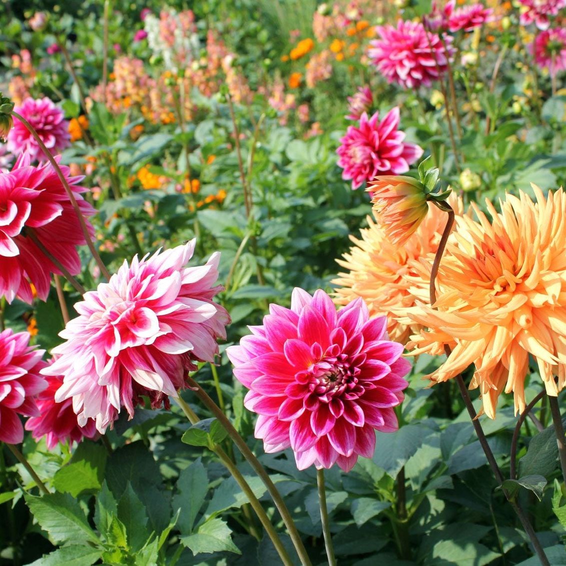 Dahlias Flower seeds for Planting Drought Tolerant Heirloom & GMO Free Seeds for Home Garden 
 
 Sale