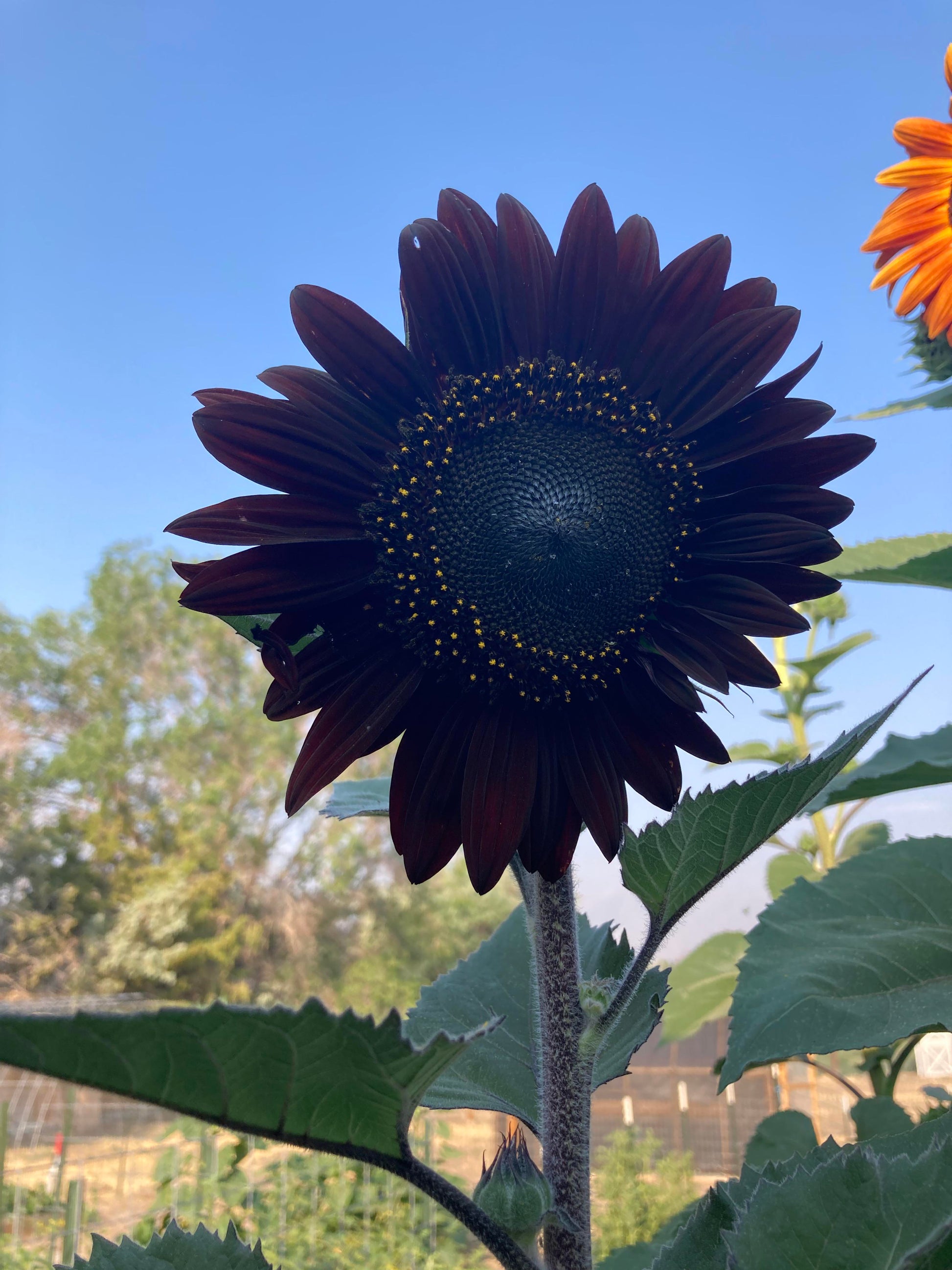 Black Sunflower Flower seeds for Planting - Perfect for Borders, Heirloom & GMO Free Seeds for Home Garden