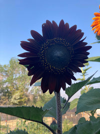 Black Sunflower Flower seeds for Planting - Perfect for Borders, Heirloom & GMO Free Seeds for Home Garden
