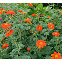 Mexican SunFlower seeds for Planting Shade Tolerant Heirloom & GMO Free Seeds for Home Garden