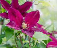Burgundy Clematis Flower seeds for Planting Sun Loving Heirloom & GMO Free Seeds for Home Garden