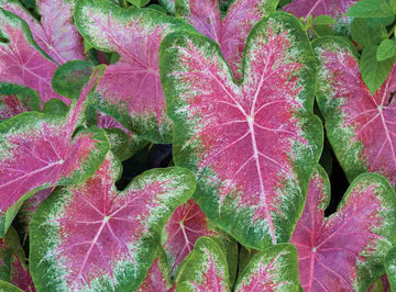 Caladium Flower seeds for Planting Vibrant Colors Heirloom & GMO Free Seeds for Home Garden