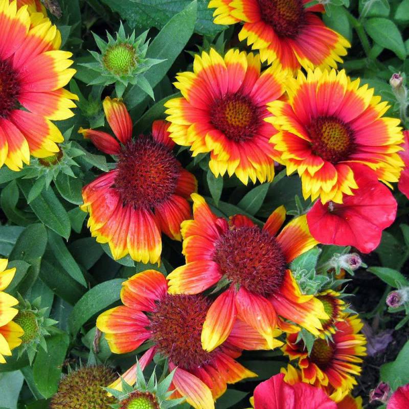 Red Aristata Flower seeds for Planting - Garden Favorite, Heirloom & GMO Free Seeds for Home Garden