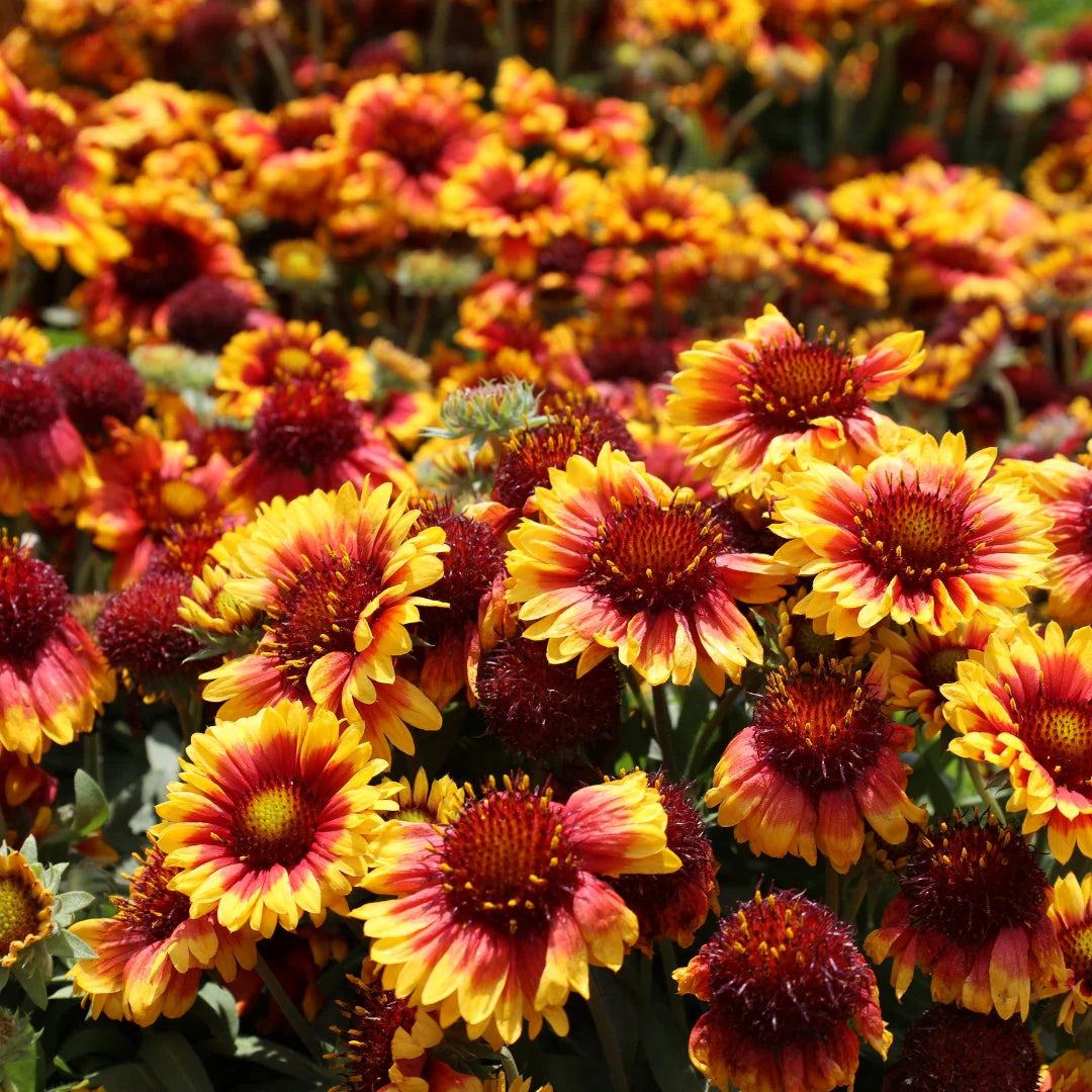 Yellow and Red Arizona Flower Seeds for Planting