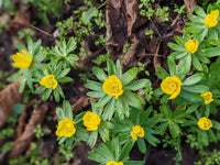 Non-GMO Gaillardia Hyemalis flower seeds for easy growth