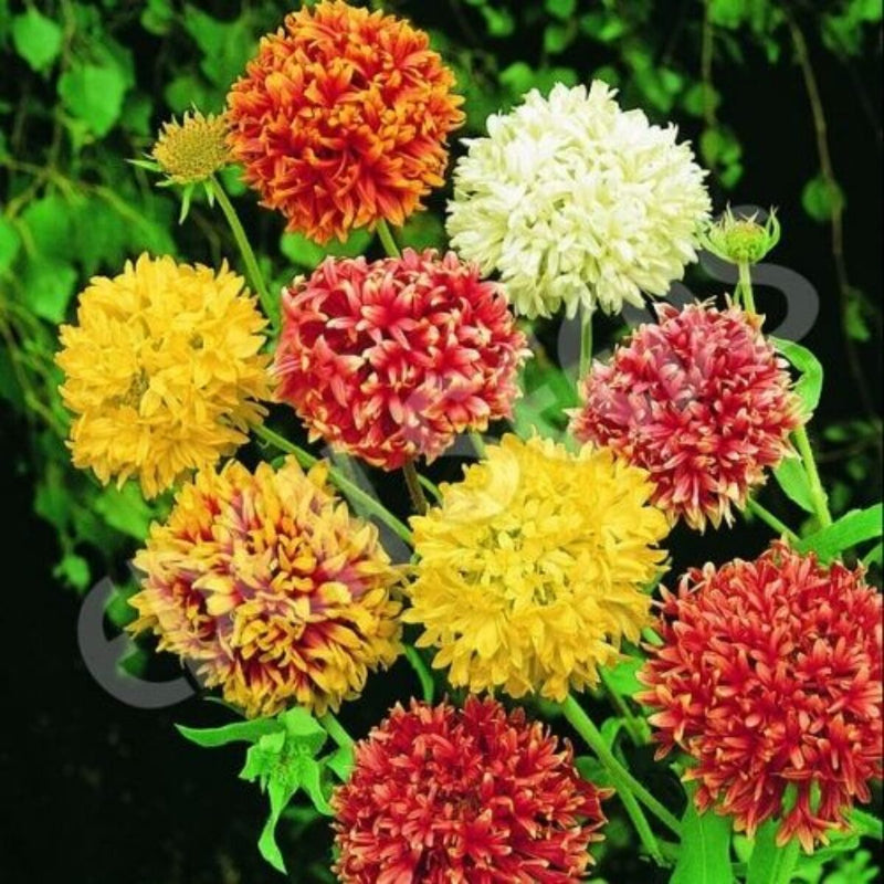 Mixed Gaillardia Lorenziana Flower seeds for Planting - Long Bloom Season, Heirloom & GMO Free Seeds for Home Garden