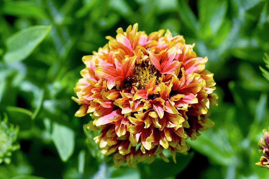 Gaillardia Sundance Flower seeds for Planting Wildflower Mix Heirloom & GMO Free Seeds for Home Garden