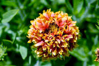 Gaillardia Sundance Flower seeds for Planting Wildflower Mix Heirloom & GMO Free Seeds for Home Garden