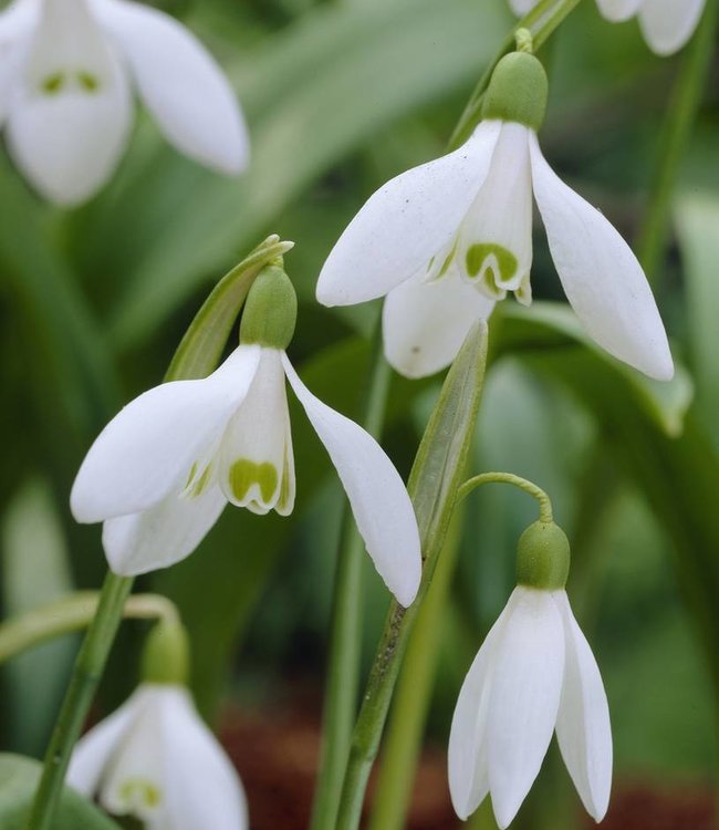 Galanthus Flower seeds for Planting - Compact Growth, Heirloom & GMO Free Seeds for Home Garden