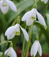 Galanthus Flower seeds for Planting - Compact Growth, Heirloom & GMO Free Seeds for Home Garden