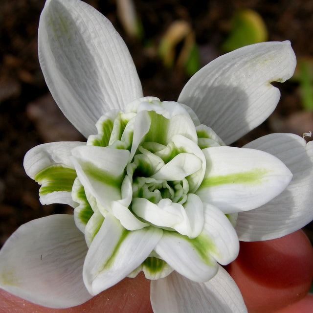 Rare Scented Snowdrops (Galanthus nivalis 'Flore Pleno') Flower seeds for Planting - Garden Favorite, Heirloom & GMO Free Seeds for Home Garden
