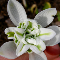 Rare Scented Snowdrops (Galanthus nivalis 'Flore Pleno') Flower seeds for Planting - Garden Favorite, Heirloom & GMO Free Seeds for Home Garden