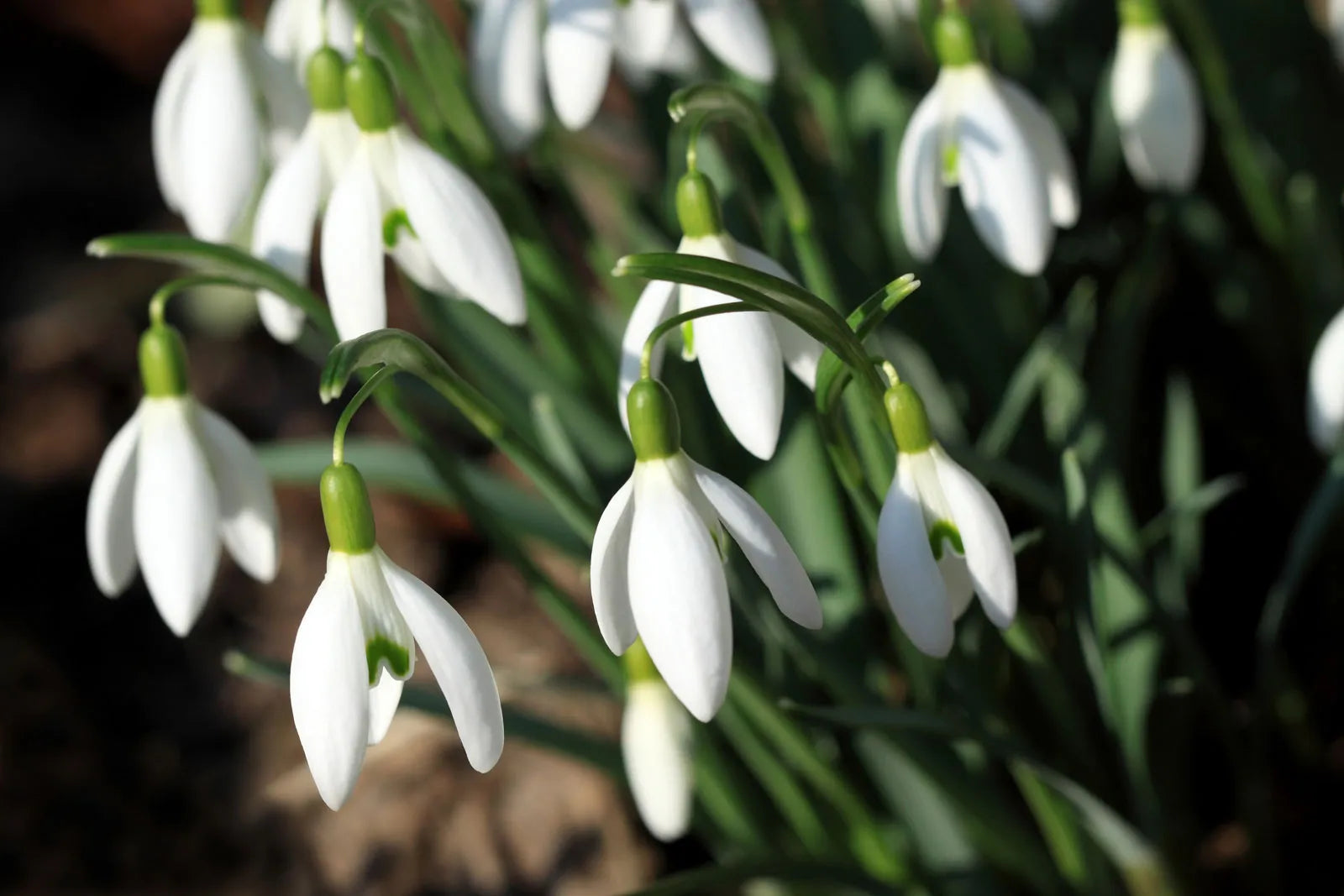 Rare Scented Snowdrops (Galanthus nivalis 'Flore Pleno') Flower seeds for Planting - Garden Favorite, Heirloom & GMO Free Seeds for Home Garden