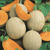 Galia melon seed germination and care tips