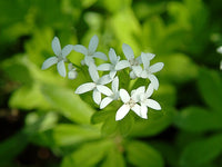 Sweet Woodruff Flower seeds for Planting Low Maintenance Heirloom & GMO Free Seeds for Home Garden