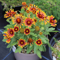 Yellow Gaillardia Aristata Flower Planting - Seeds for Vibrant Blossoms in Your Garden