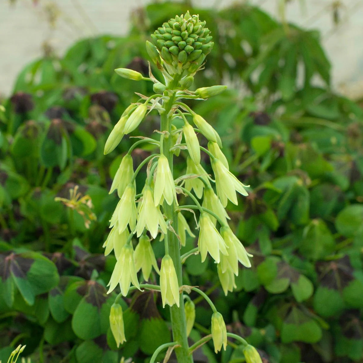 Galtonia Viridiflora Flower seeds for Planting - Long Bloom Season, Heirloom & GMO Free Seeds for Home Garden