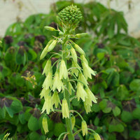 Galtonia Viridiflora Flower seeds for Planting - Long Bloom Season, Heirloom & GMO Free Seeds for Home Garden