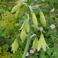 Galtonia Viridiflora Flower seeds for Planting - Long Bloom Season, Heirloom & GMO Free Seeds for Home Garden