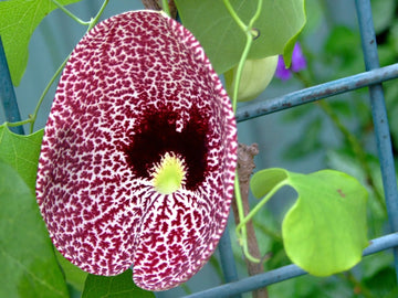 Aristolochia Elegans Vines on Garden Arch