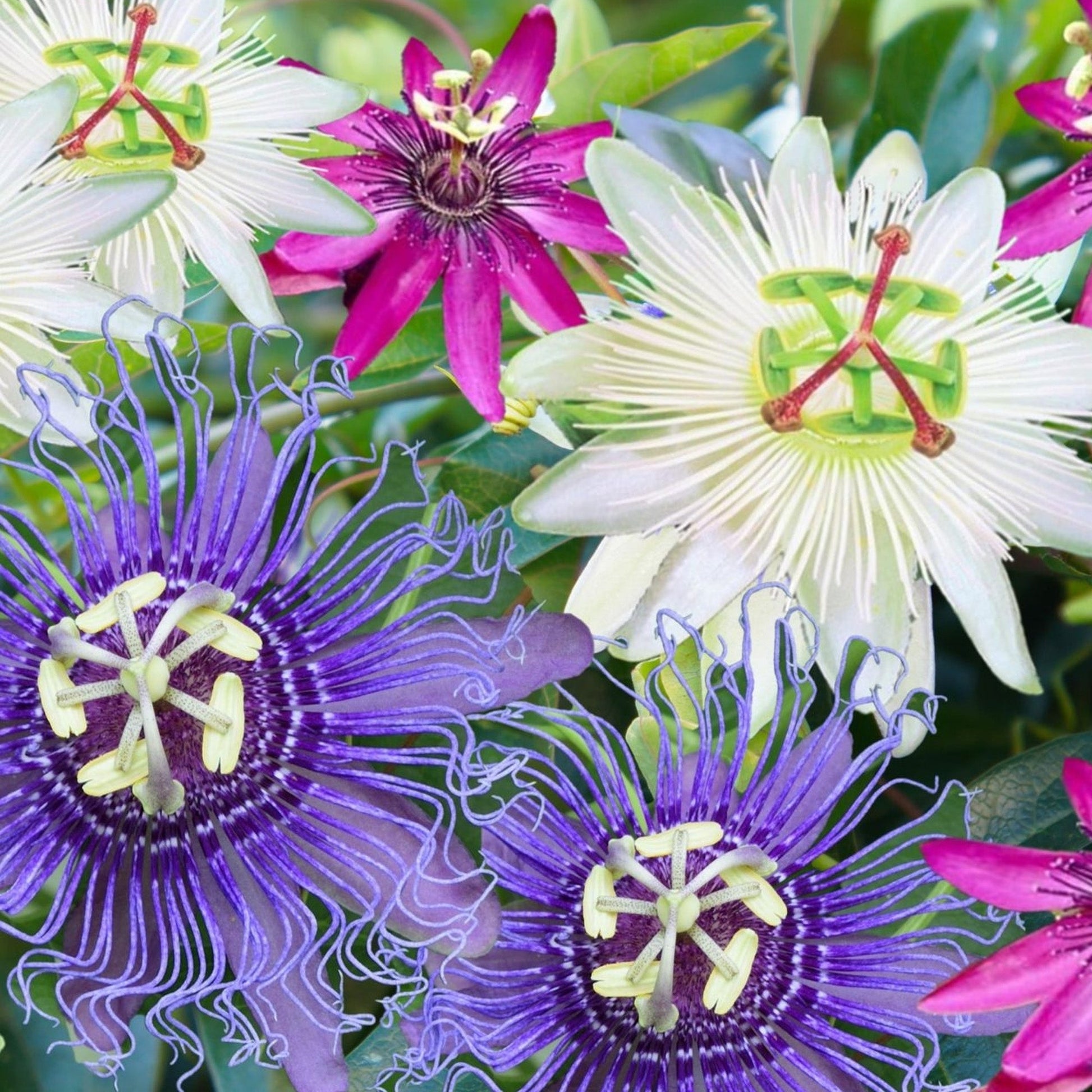 Assiflora Mixed Color Flowers in Garden Beds