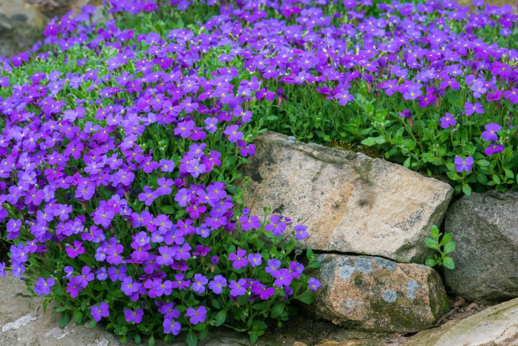 Garden Aubretia Flower Seeds