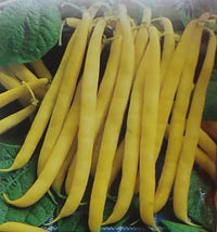 Venezia Bean Vegetable Seeds for Your Garden