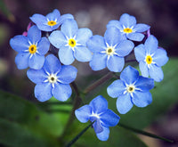 Bulk Beautiful Blooms Seeds for Garden Beds